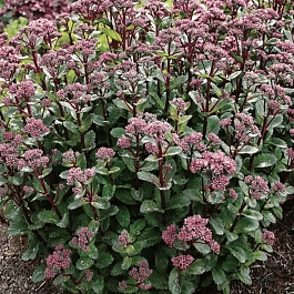 Очиток  телефиум Double Martini