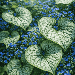 Бруннера крупнолистная Alchemy Silver