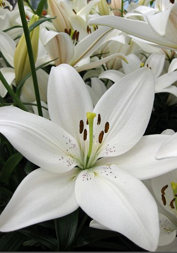 Лилия ЛА-гибрид Айс Кристал