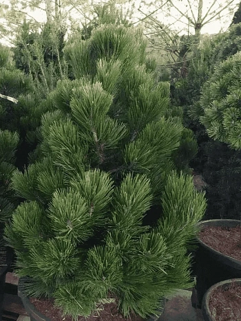 Сосна Гельдрейха Malinki