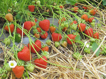 Земляника садовая Кристин