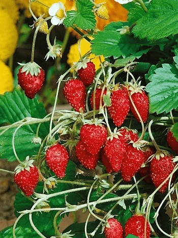 Земляника альпийская Барон Солемахер