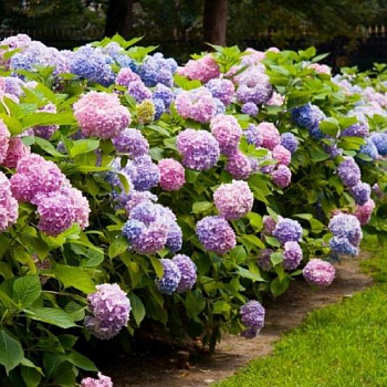 Гортензия крупнолистная Bicolor