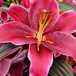 Лилия восточная Брукс