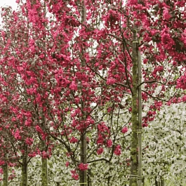 Яблоня декоративная Mokum