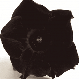 Петуния (сурфиния) Collection Black