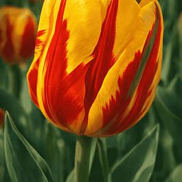 Тюльпан триумф Holland Queen