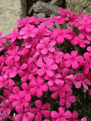 Флокс дугласа CrackerJack