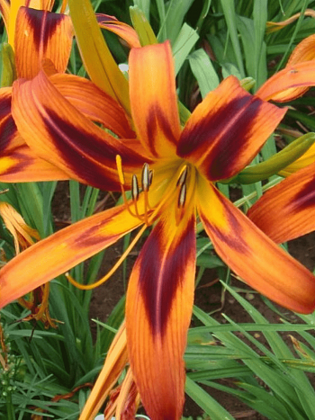 Лилейник Tigereye Spider