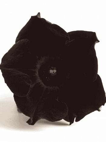 Петуния (сурфиния) Collection Black