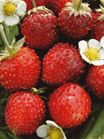 Земляника альпийская Александрия