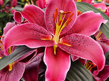 Лилия восточная Брукс Лилия восточная Брукс