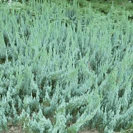 Можжевельник горизонтальный Alpina