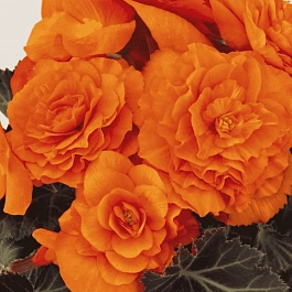 Бегония клубневая GO! Early bright orange