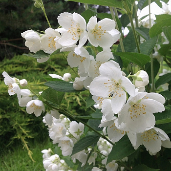 Жасмин садовый Воздушный десант