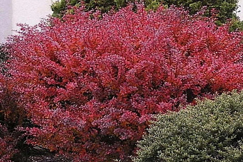 Барбарис Тунберга Дартс Ред Леди