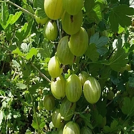Крыжовник Уральский изумруд
