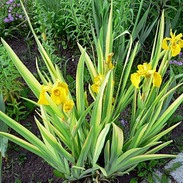 Ирис болотный Вариегата