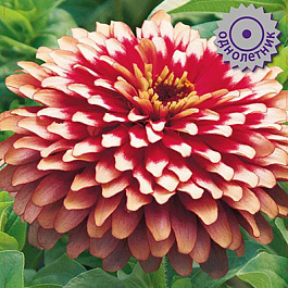 Цинния Свизл Черри энд Айвори