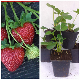 Земляника садовая Хадемар НАБОР 5ШТ