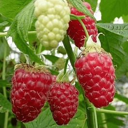 Малина обыкновенная Нижний Новгород