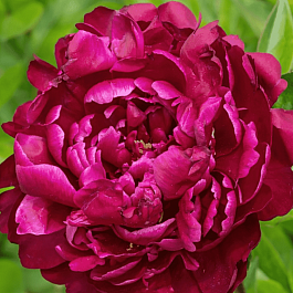 Пион Молочноцветковый W.F. Turner