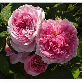 Роза Галльская Президент де Сес