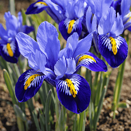 Ирис сетчатый Gordon