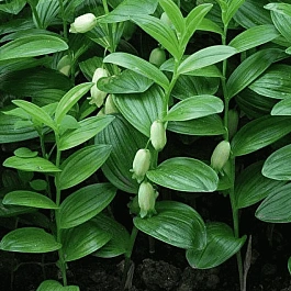 Купена приземистая