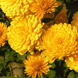 Хризантема корейская Корейская золотистая