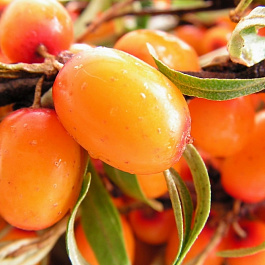 Облепиха Великан Облепиха Великан