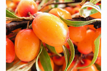 Облепиха Великан