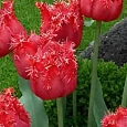 Тюльпан Barbados