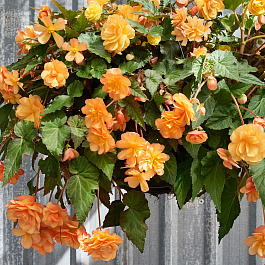 Бегония Иллюминейшн Эприкот