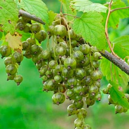 Смородина черная Верти Смородина черная Верти