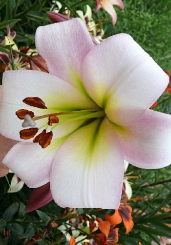 Лилия ОТ-гибрид Истерн Мун