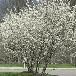 Ирга Ламарка