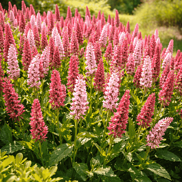 Горец родственный Kabouter