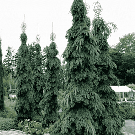 Ель канадская Pendula