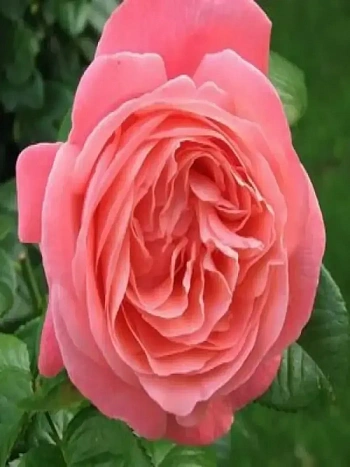 Роза Шраб Kore 