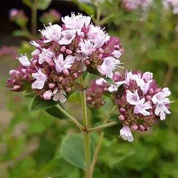 Душица обыкновенная Вильде Майоран