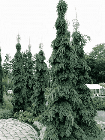 Ель канадская Pendula