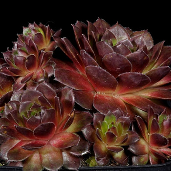 Молодило кровельное Пурпуреум Молодило кровельное Пурпуреум