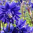 Аквилегия обыкновенная Barlow Blue
