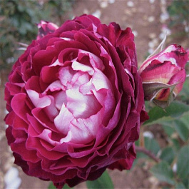 Роза  Английская Кустовая BELLE DE SEGOSA