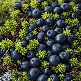 Водяника чёрная Bernstein