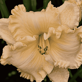 Лилейник Enchanted Forest