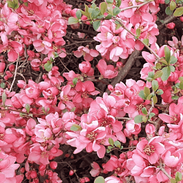 Айва прекрасная Pink Queen