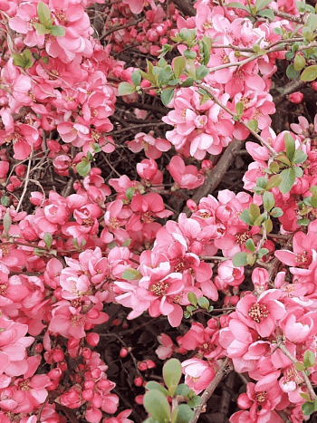 Айва прекрасная Pink Queen