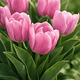 Тюльпан ранний Candy Prince